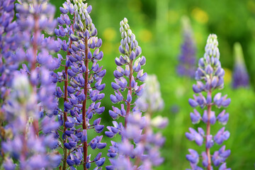 Obraz premium Purple lupine flowers blooming on a summer mountain meadow. Wildflowers in green grass