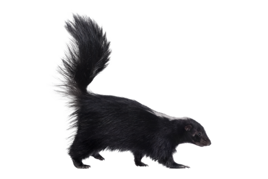 skunk isolated on white background.