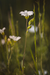 Field plants on a sunny day in June. Blurred background, close-up.