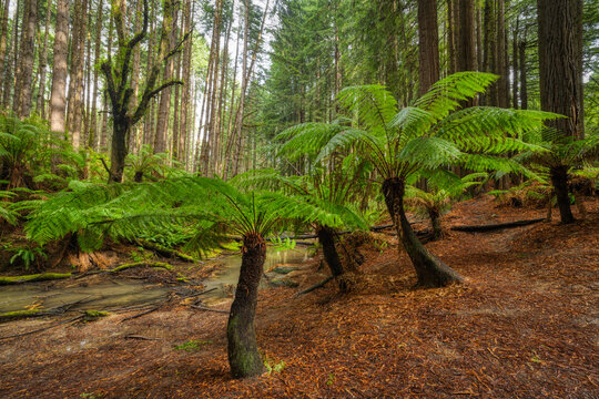 Towering Forest Giants with Tree Ferns and Stream in Otway National Park, Victoria Australia - Powered by Adobe