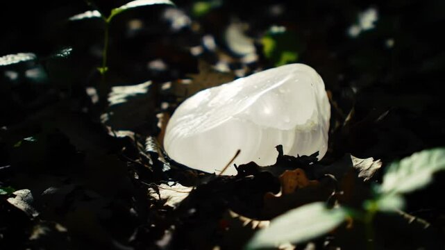 Translucent Stone Nestled Among Leaves In Woodland Setting