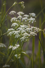Field plants on a sunny day in June. Blurred background, close-up.