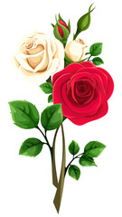 Rose flowers. Red and white rose flowers with stems isolated on a white background. Rose branch. Vector illustration