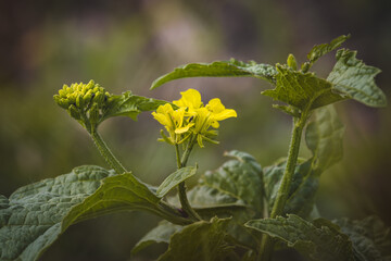 Field plants on a sunny day in June. Blurred background, close-up.