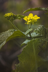 Field plants on a sunny day in June. Blurred background, close-up.