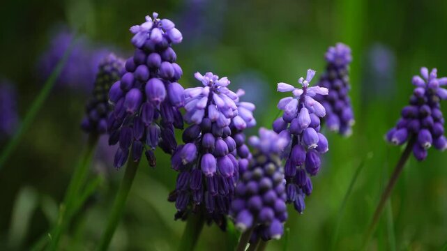 Close-up of Caucasian hyacinth Vicia cracca with blueyoung inflorescence and green leaves in the shade of trees in spring in the foothills of the Caucasus
