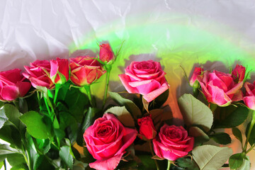 roses on white background, under green lighting, on the bottom of the frame, photo for backgrounds