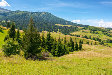 rural landscape of ukraine in summer for travel. coniferous forest. countryside scenery with green...