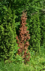 Thuja tree withered on the green fence hedge. The dead thuja seedling.