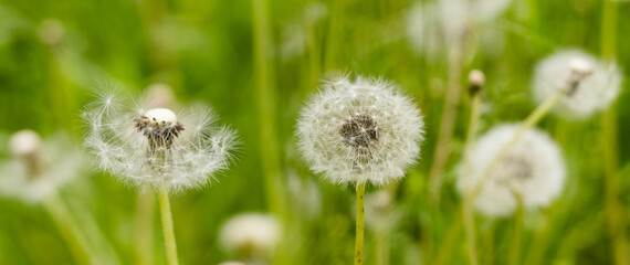 Delicate dandelion seeds floating in the gentle breeze on a sunny afternoon in a vibrant green meadow