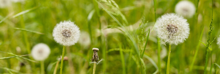 Delicate dandelion seeds swaying gently in a serene meadow under the soft sunlight of early summer afternoons