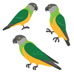 vector drawing birds, hand drawn senegal parrots, isolated nature design element