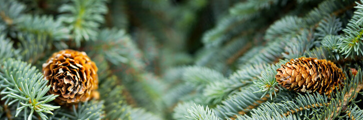 Discovering the intricate beauty of pine cones nestled among evergreen branches during a serene forest stroll