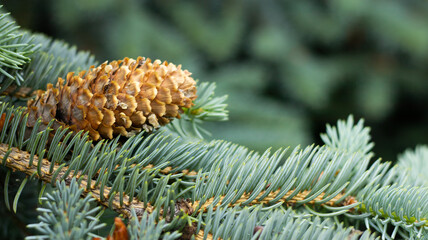 Nature's delicate beauty showcases a pine cone resting on evergreen branches in a tranquil forest setting