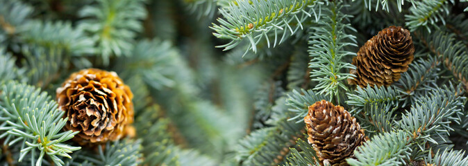 Pinecones nestled among vibrant evergreen needles in a tranquil forest setting during early autumn