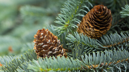 Pinecones nestled among lush green needles evoke a tranquil forest environment in serene natural beauty