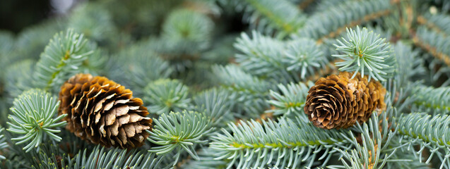 Captivating close-up of pine cones resting on vibrant green evergreen branches amid a tranquil forest landscape
