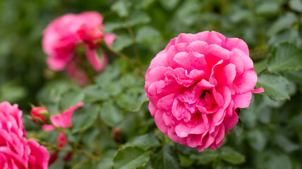 Blooming pink roses create a vibrant garden scene with lush green leaves in the background during late springtime