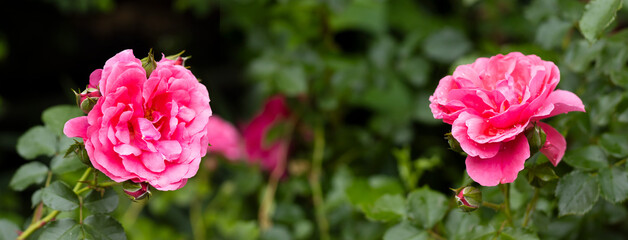 Vibrant pink roses blooming amidst lush green leaves create a picturesque garden atmosphere