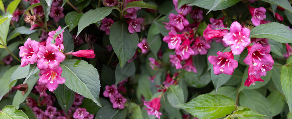 Vibrant pink flowers bloom amidst lush green leaves, creating a natural tapestry of color and life in a warm summer garden