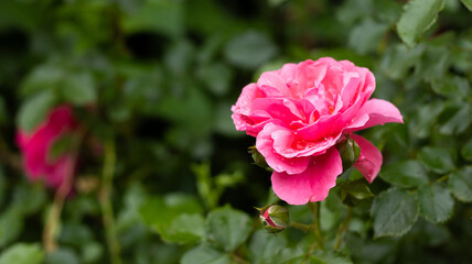 Vibrant pink rose blooms amongst lush green foliage, radiating beauty and charm in a serene garden