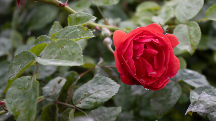 Blooming red rose glistening with rain droplets amidst lush green foliage in a tranquil garden setting
