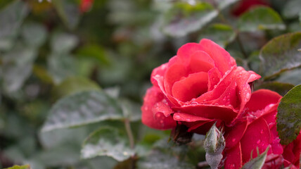 Vibrant red rose glistens with dew in a lush garden at dawn, capturing beauty and tranquility in nature's embrace
