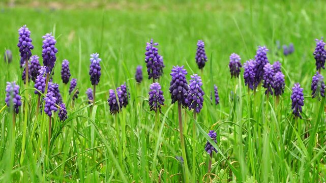 Caucasian mouse hyacinth Vicia cracca with a blue inflorescence and green leaves in the spring in the foothills of the Caucasus
