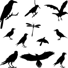 Silhouettes of various birds and a dragonfly on a white background vector art