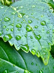 Wassertropfen auf grünem Blatt mit Struktur