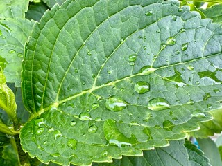 Wassertropfen auf grünem Blatt mit Struktur
