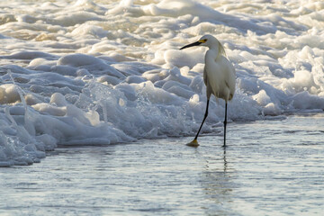 Snowy Egrets near the fishing pier at Daytona Beach in Daytona Beach, Florida
