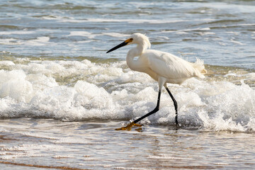 Snowy Egrets near the fishing pier at Daytona Beach in Daytona Beach, Florida