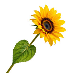 Obraz premium Bright Yellow Sunflower with Green Leaf Isolated on White Background for Nature and Floral Designs