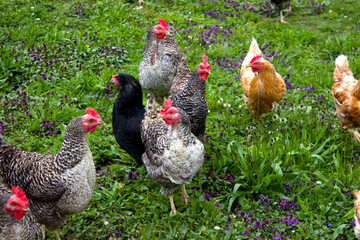 Colorful chickens wandering freely in Kaisertal Tyrol amidst lush greenery during a sunny afternoon