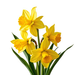 Fototapeta premium Bright Yellow Daffodils in Full Bloom Against a Simple Background Ideal for Spring Themes and Floral Arrangements