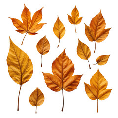 Collection of Autumn Leaves in Shades of Orange and Yellow on a Transparent Background for Seasonal Designs