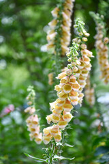 ジギタリス「ドワーフカリヨン」　Digitalis 'Dwarf Carillon'