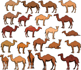  illustration of various camels in different colors, poses, and styles on a transparent background