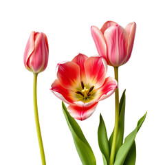 Naklejka premium Vibrant Pink Tulips in Bloom with Delicate Petals and Fresh Green Leaves Against a White Background