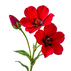 Fototapeta premium Vibrant Red Flowers with Green Leaves Captured on a White Background for Nature and Floral Design
