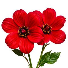 Fototapeta premium Vibrant Red Flowers with Glossy Petals and Rich Green Leaves Enhancing Natural Beauty of Floral Arrangement