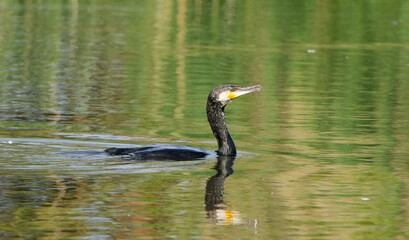 Naklejka premium Great Cormorant (Phalacrocorax carbo) swimming gracefully in calm green water