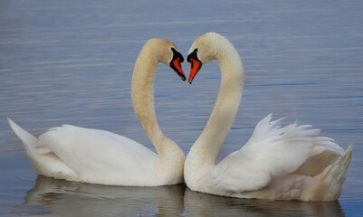 Elegant Mute Swans (Cygnus olor) forming a heart shape on water
