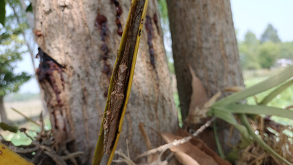 Brown Grasshopper on Aged Leaf Stem