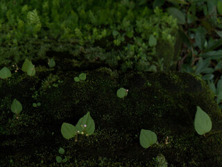 Tiny Green Plants Growing from Soil