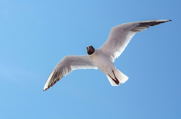 Seagull captured mid-flight against bright blue sky. Wings spread wide, showcasing aerodynamic elegance. Light enhances feather texture, creating serene scene