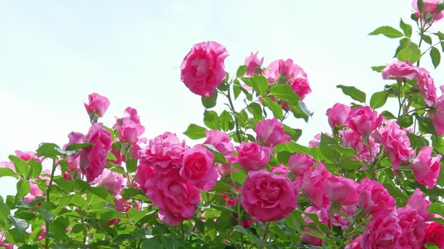 バラ（品種名：ツル．ローズうらら）