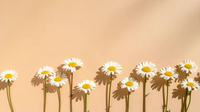 A row of white daisies with yellow centers casts shadows on a light beige background in bright sunlight.