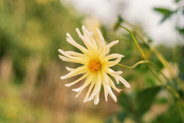 yellow dahlia growing on a bush